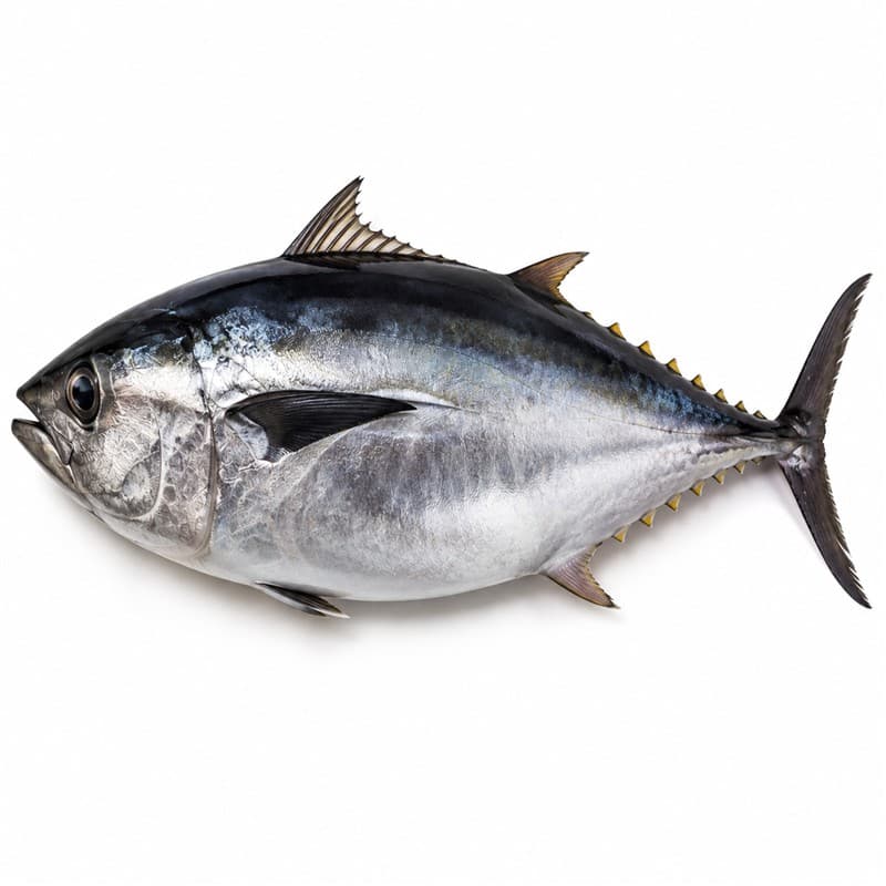 Tuna Fish - Whole
